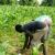 Infos congo - Actualités Congo - -La SICOMINES aux côtés des agriculteurs locaux pour le renforcement de leur souveraineté alimentaire (Tribune)