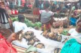 Equateur/Ebola : la population déplore la commercialisation des chauves-souris à Basankusu