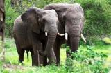 Tanganyika : le ministre provincial de l’Environnement promet de mettre fin à la divagation des éléphants
