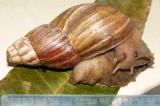 La Floride en quarantaine pour freiner une invasion d’escargots géants