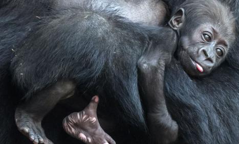 Infos congo - Actualités Congo - -Les gorilles d'Afrique occidentale plus nombreux que prévu