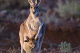 À quoi sert la poche du kangourou ?