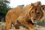 Italie : Un lion s’échappe d’un cirque et déambule dans les rues pendant plusieurs heures