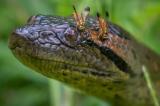 Une nouvelle espèce d'anaconda a été découverte