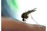 Zika/JO : «Très peu de risques supplémentaires de transmission»