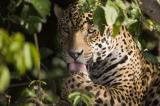 Elle tente un selfie avec un jaguar et manque de perdre une main 
