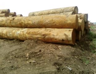 bois en grumes