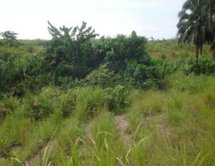 nzamba terrain agricole concession en vente a kasangulu