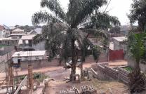 Terrian morcelé à vendre à kinsuka, référence saint Damien, entrée Crec 8 à 500m de l'asphalte. Contact: +243817699634 mediacongo