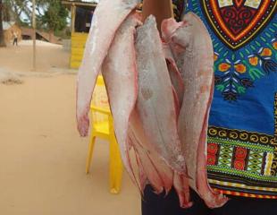 POISSON FRAIS