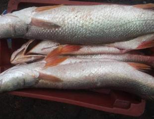 Vente poissons en Province de muanda