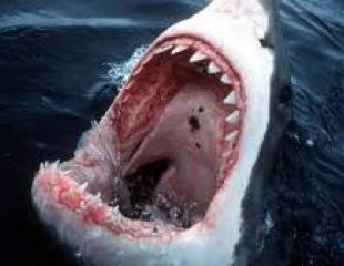 Attaqué par un requin
