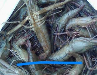 POISSONS ET CRUSTACÉS BIO