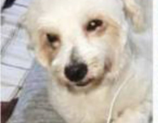 Récompense pour Caniche blanche avec des taches brunes