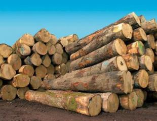 VENTE DE BOIS SCIE ET DES GRUMES