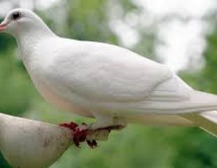 le Père est Dieu, le Fils est Dieu, l’Esprit Saint est Dieu, et ce ne sont pas trois dieux, mais un seul Dieu (1)