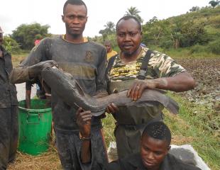 VENTE CLARIAS (Ngolo), TILAPIA & VIANDE DES PORCS