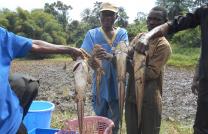 VENTE CLARIAS (Ngolo), TILAPIA & VIANDE DES PORCS mediacongo