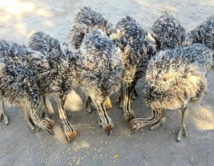 Nouveaux poussins et œufs d'autruche sains à vendre