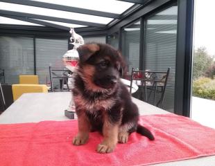 chiot a vendre