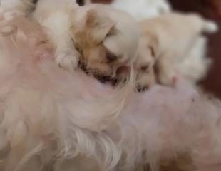 Chiots Bichon maltais (Caniches)