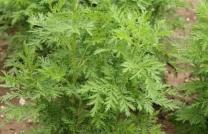 VENTE DE L’ARTEMISIA TISANE BIO (TIGES ET FEUILLES NATURELLES : Recoltée au Kivu mediacongo