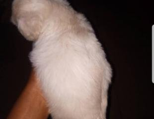 Chiots Bichon maltais (Caniches)