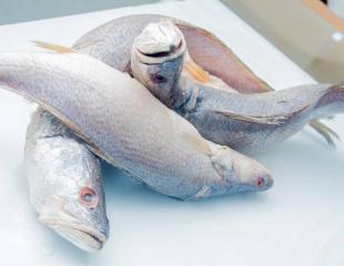 Poissons frais