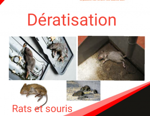 LA DÉRATISATION