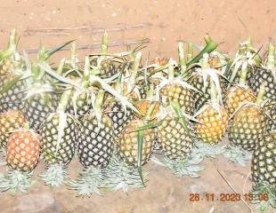 Vente de fruits ananas