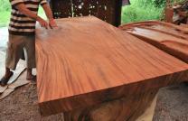 vente de grume de bois  afromosia  mediacongo