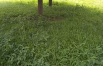 3 terrains à vendre à pigeon sur la principale route Matadi 15msur16 100000 dollars à discuter mediacongo