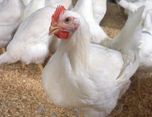 Formation et transfert des compétences gratuites dans le domaine de l’élevage de la poule