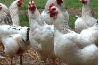Formation et transfert des comptences gratuites dans le domaine de llevage de la poule