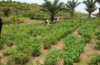 Ferme de 200 hectares à vendre à kimuenza 600000 dollars à discuter avec tout ce qui se trouve là mediacongo