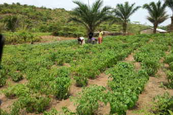 Vente dune grande concession agricole Localisation  Kinshasa  kimweza vers mangala Dimension 200 hectare Prix  600.000  discute Contenu  une maison de chambre salon cuisine