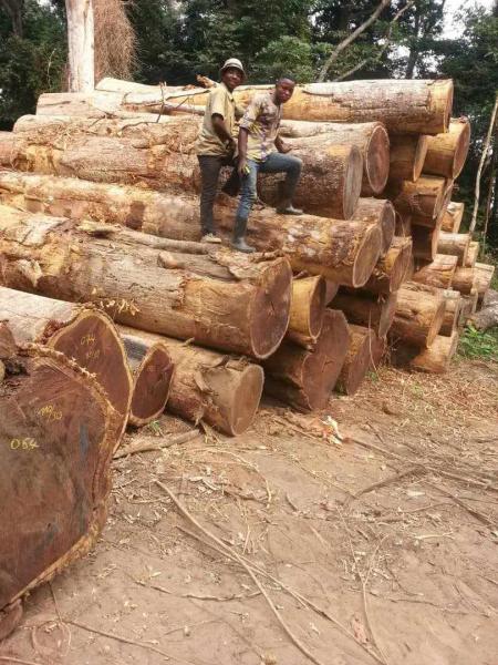 Vente des bois tropicaux Iroko ou Kambala Wenge Bubinga Tali Padouk...