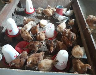 Vente des poules