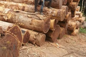 Vente des bois tropicaux Iroko ou Kambala Wenge Bubinga Tali Padouk...