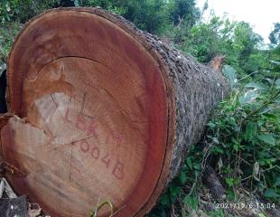 Vente de bois sciés et en grumes (Iroko, Wenge, Doussié, Sapelli...)