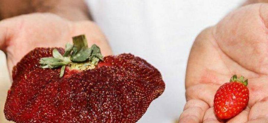 Il s'agit là d'un nouveau record du monde insolite et hors du commun. Cette fraise pèse 289 grammes !