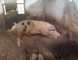 Concession à Mbudi avec ferme, 1 hectare 350.000$
