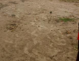 Vente de Parcelles dans la C/N'sele; Q/Kimpoko. Réf : Entrée Nécropole 2. Bel emplacement. Prix de vente : 11.200$ à discuter.