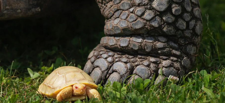 Suisse: première naissance connue d’une tortue des Galápagos albinos dans le monde