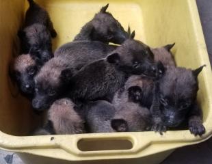 CHIENS(chiots) De Race Berger Malinois Belge, ALLEMAND, caniche et PITBULL disponible à un prix negociable