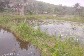 Ferme  Nsele 1 hectare et demie 75.000