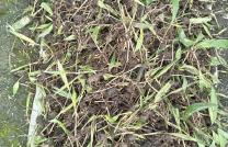CCIA, Cabinet des consultances des Ingénieurs Agronomes mediacongo