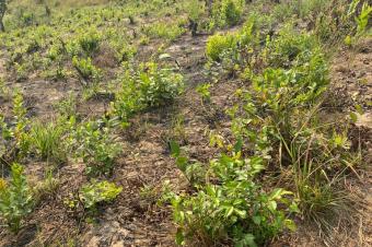 Vente de 2 hectare mont ngafula 