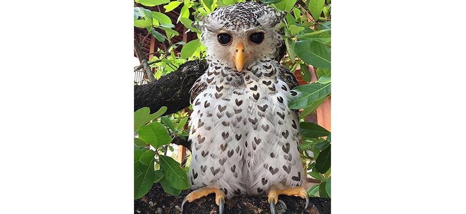 Miracles magnifiques et parfois effrayants du monde naturel : Un hibou avec des motifs en forme de cœur sur ses plumes