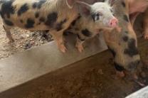 Vente des cochons (Ngulu) à kinshasa  vivres_frais_et_alimentation